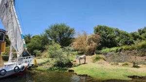 Sailing a felucca on the Nile River