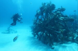 SCUBA Diving by a Shipwreck in Bermuda