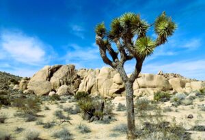 Joshua Tree