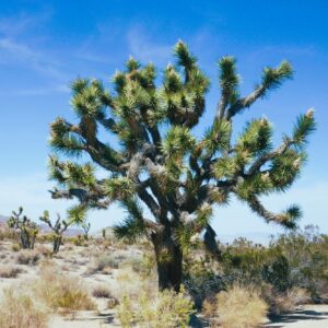 Joshua Tree