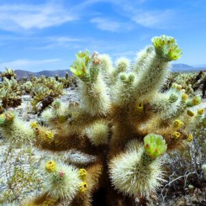 Joshua Tree