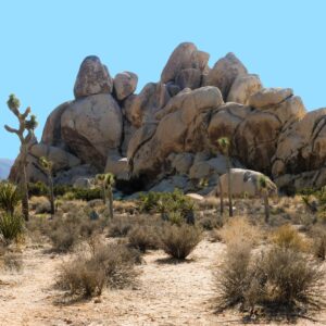 Joshua Tree