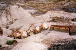 Petrified Forest