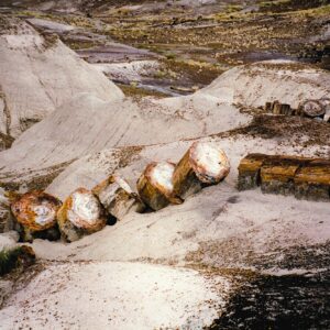 Petrified Forest