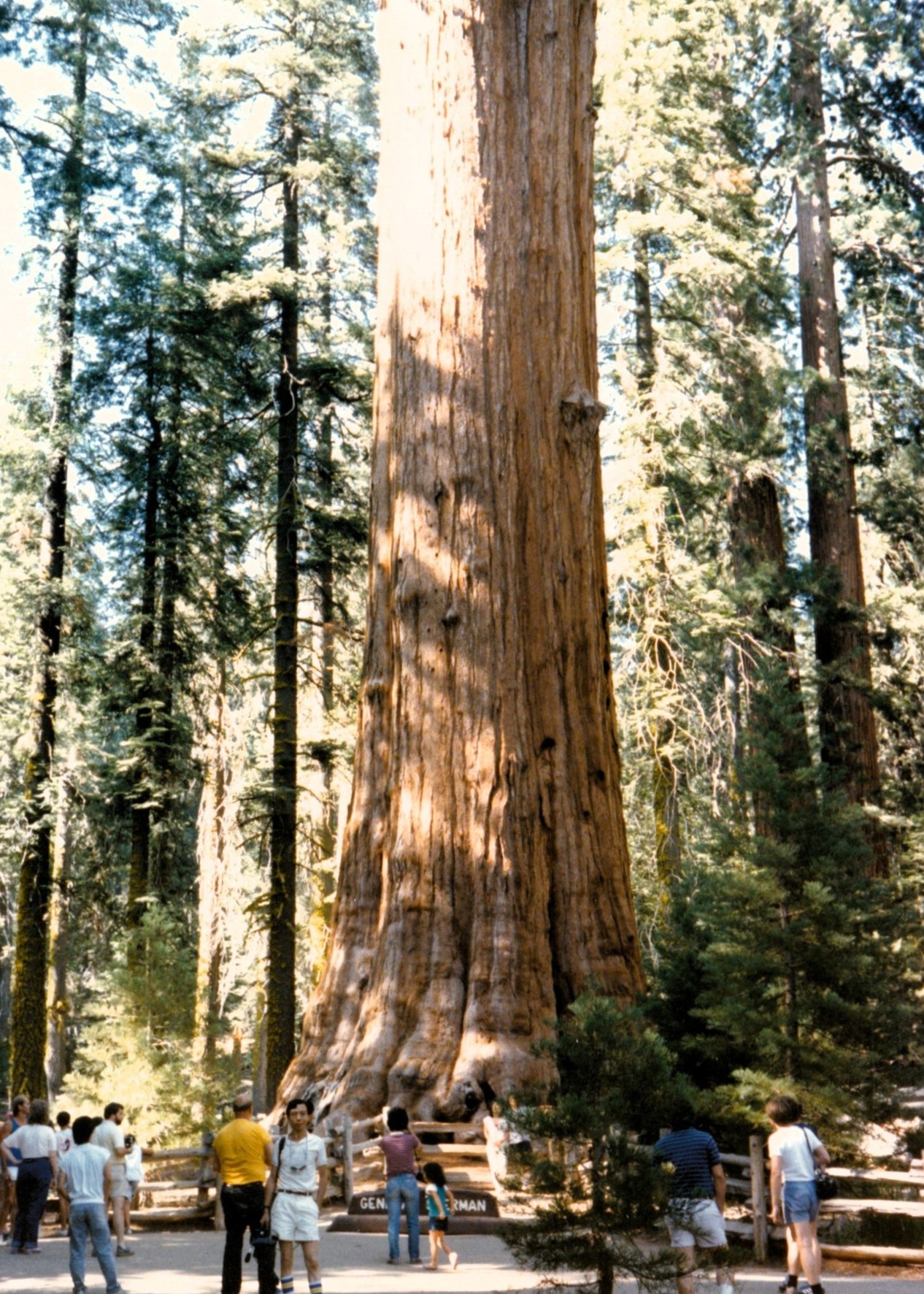 Sequoia