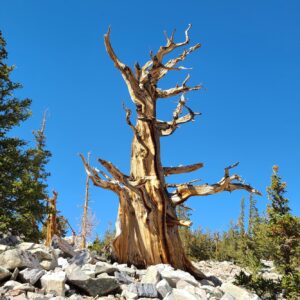 Great Basin