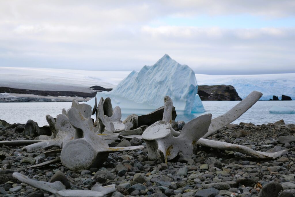 Penguin Island (in the South Shetland Islands chain) is dotted with giant whale skeletons left by whalers from long ago. There are large colonies of chinstrap and gentoo penguins. Antarctic Kayaking