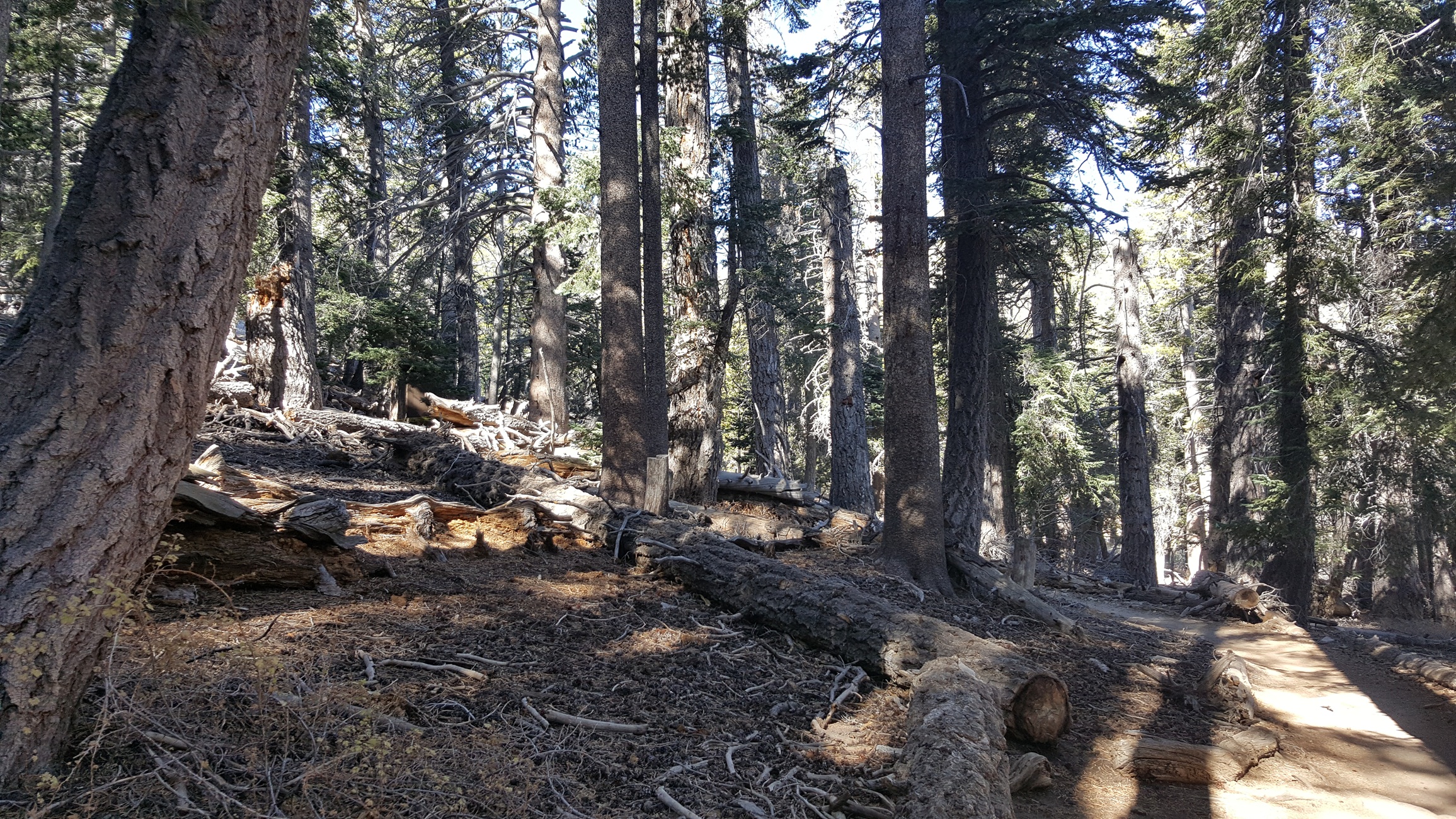 Plentiful shade in the pine and fir forest