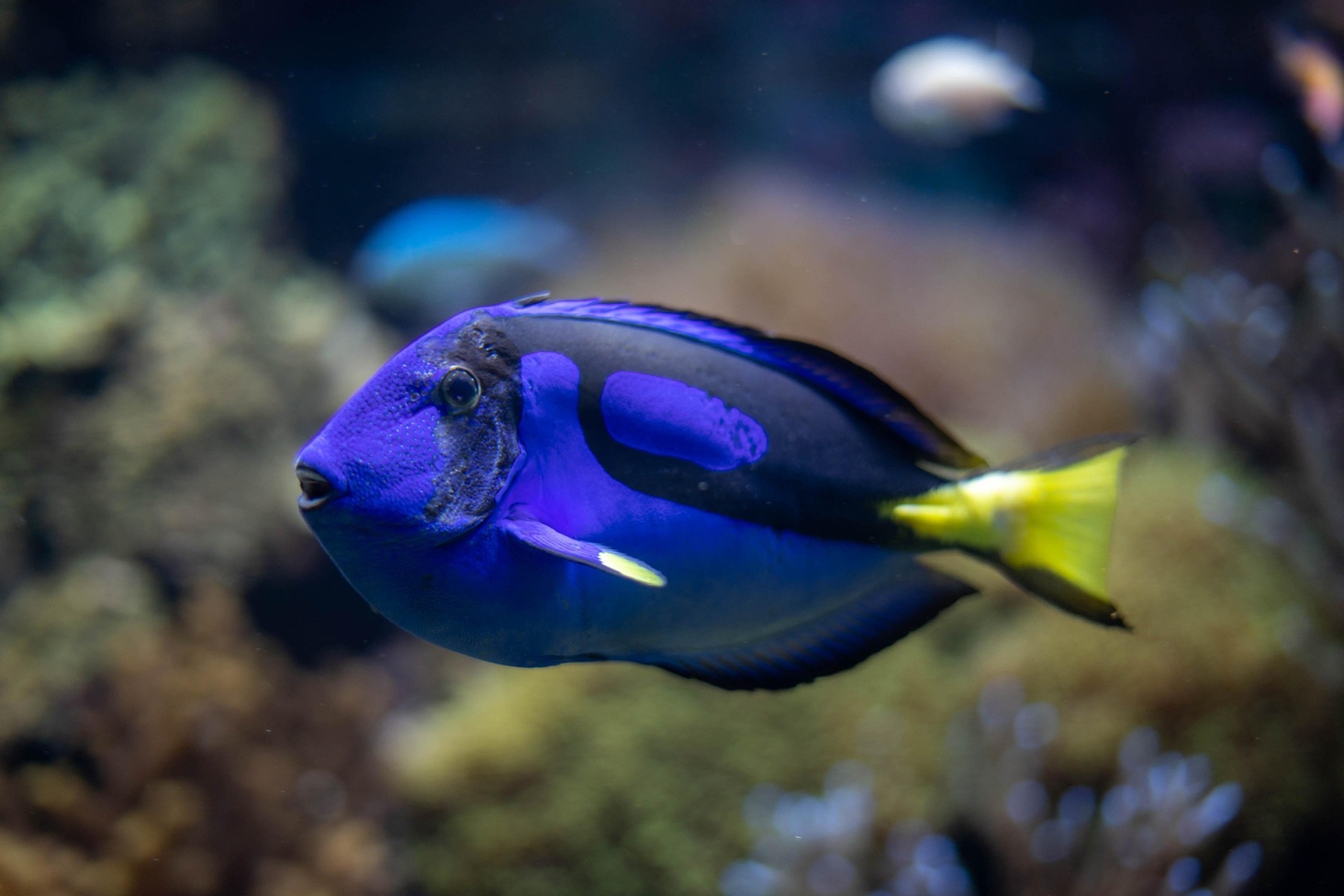 The blue tang has a blue body with a yellow tail