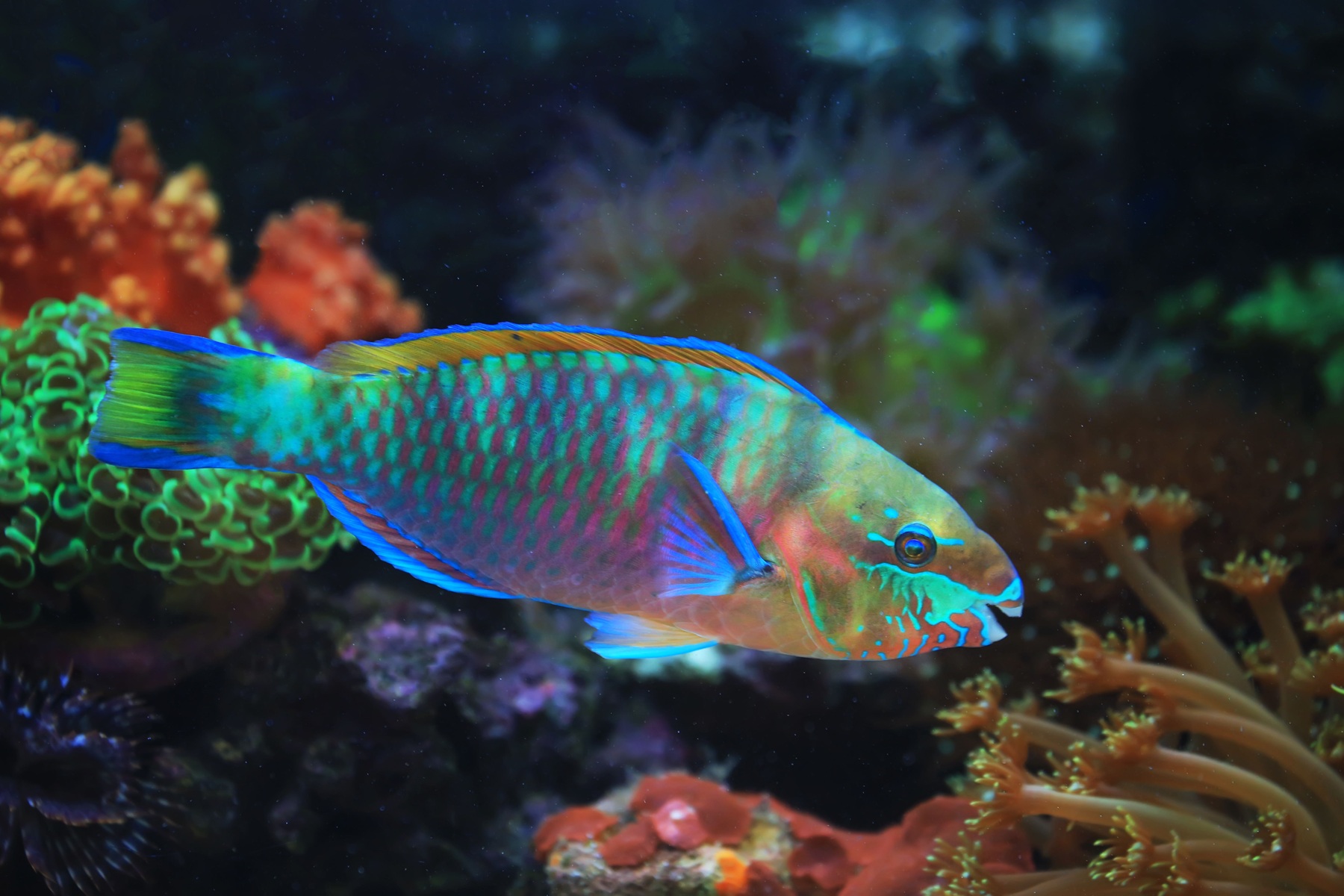 Tropical colors of the Parrotfish