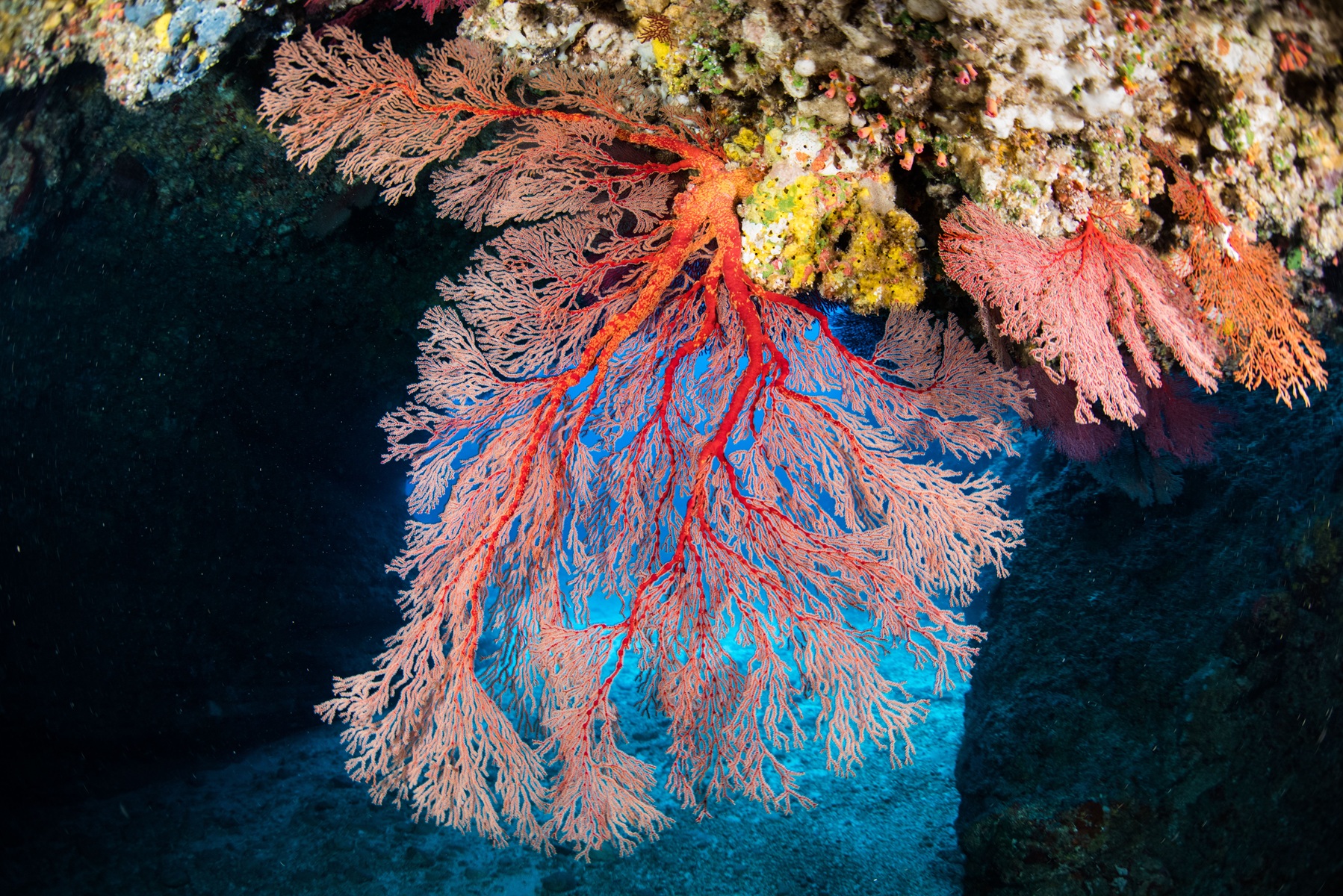 Colorful red fan coral really looks like a fan
