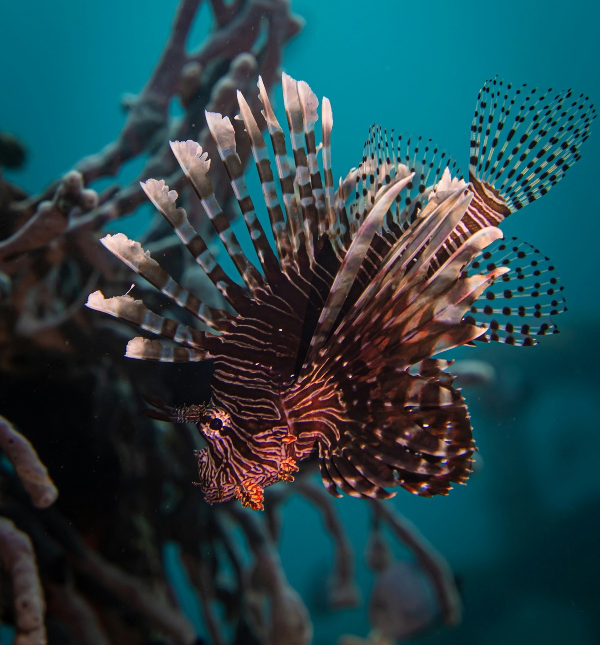The lionfish has spines all over its body
