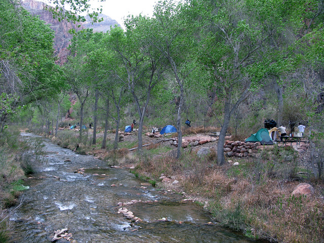 Green trees of Bright Angel Campground