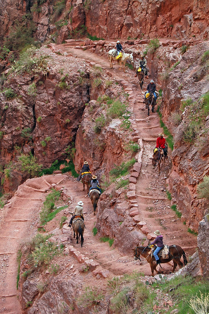 Mule Train descending steep switchbacks on the Bright Angel Trail