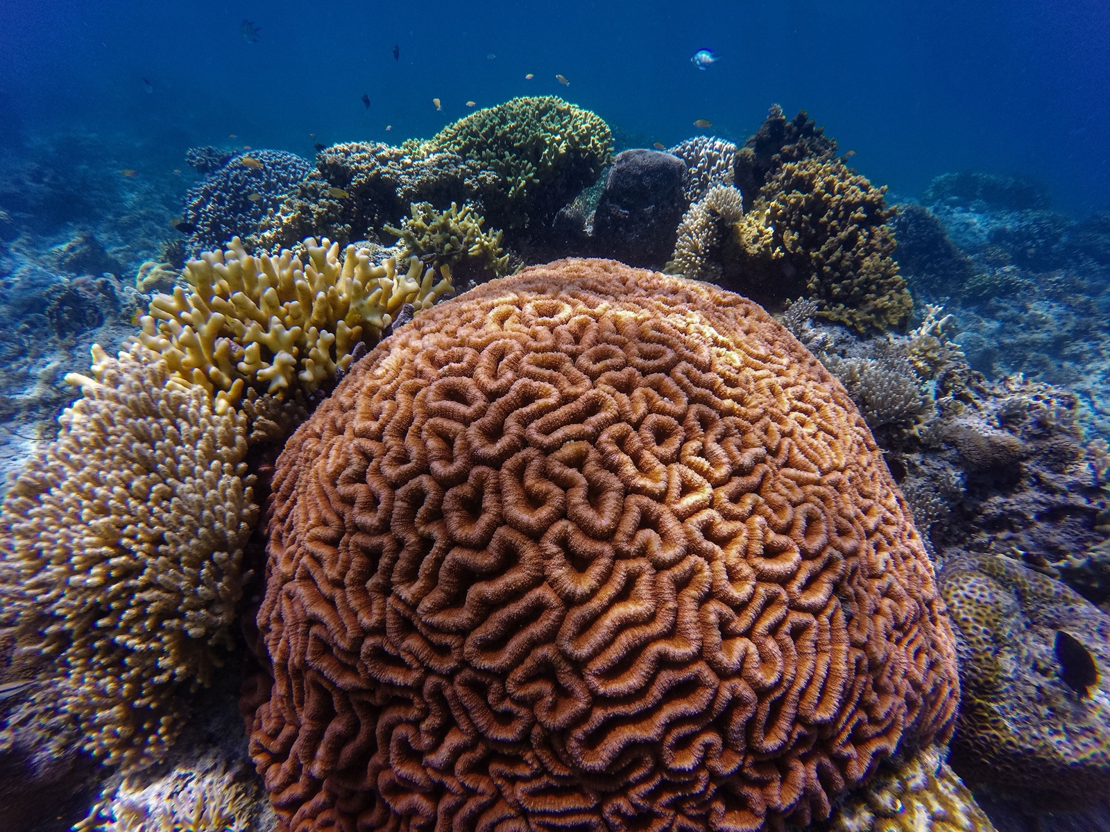 This coral looks like a brain