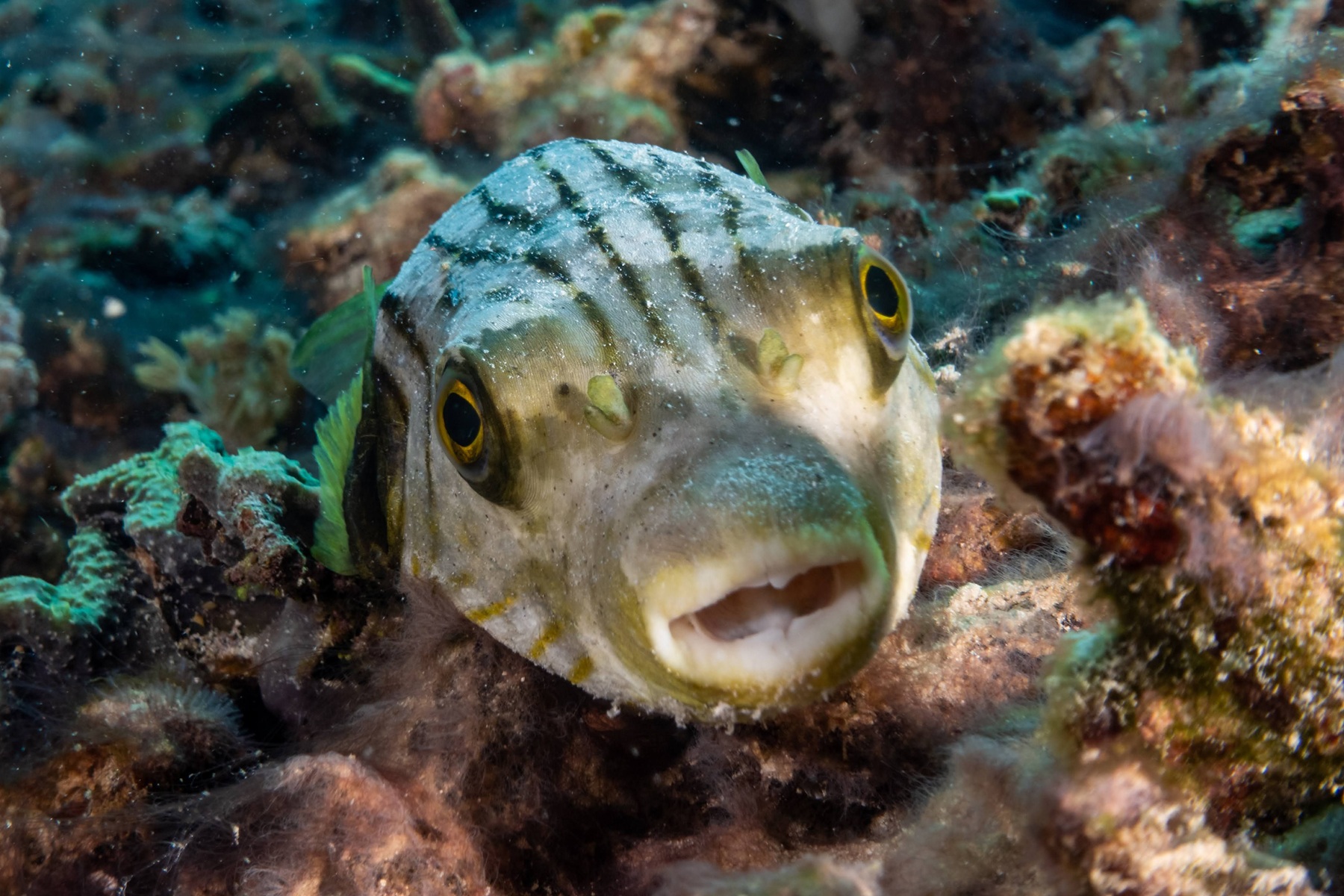 Porcupine fish is a spiny fish with a large smile