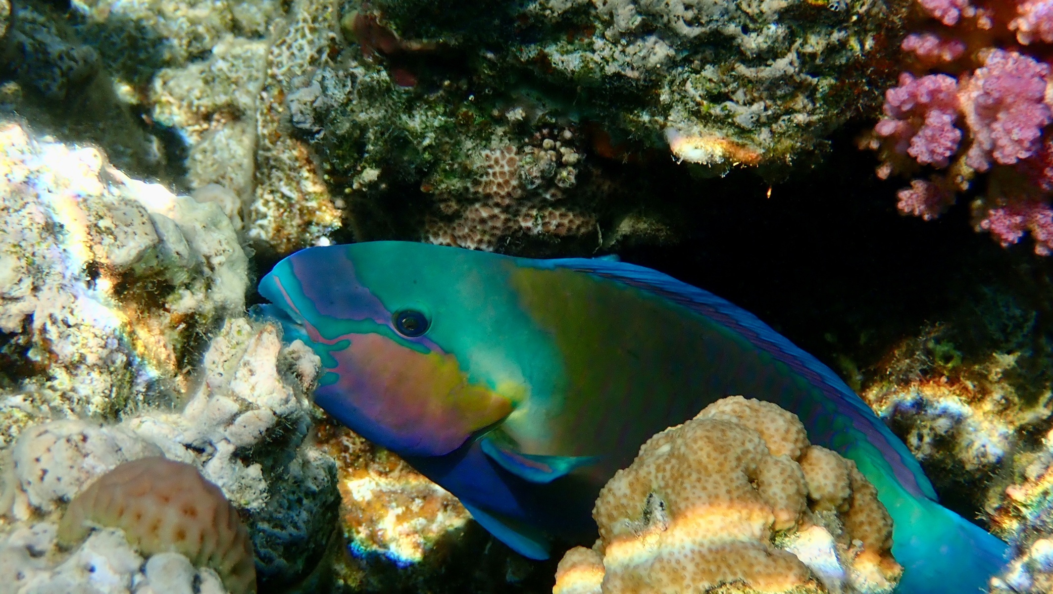 Parrotfish are day-glo colored fish with beaks