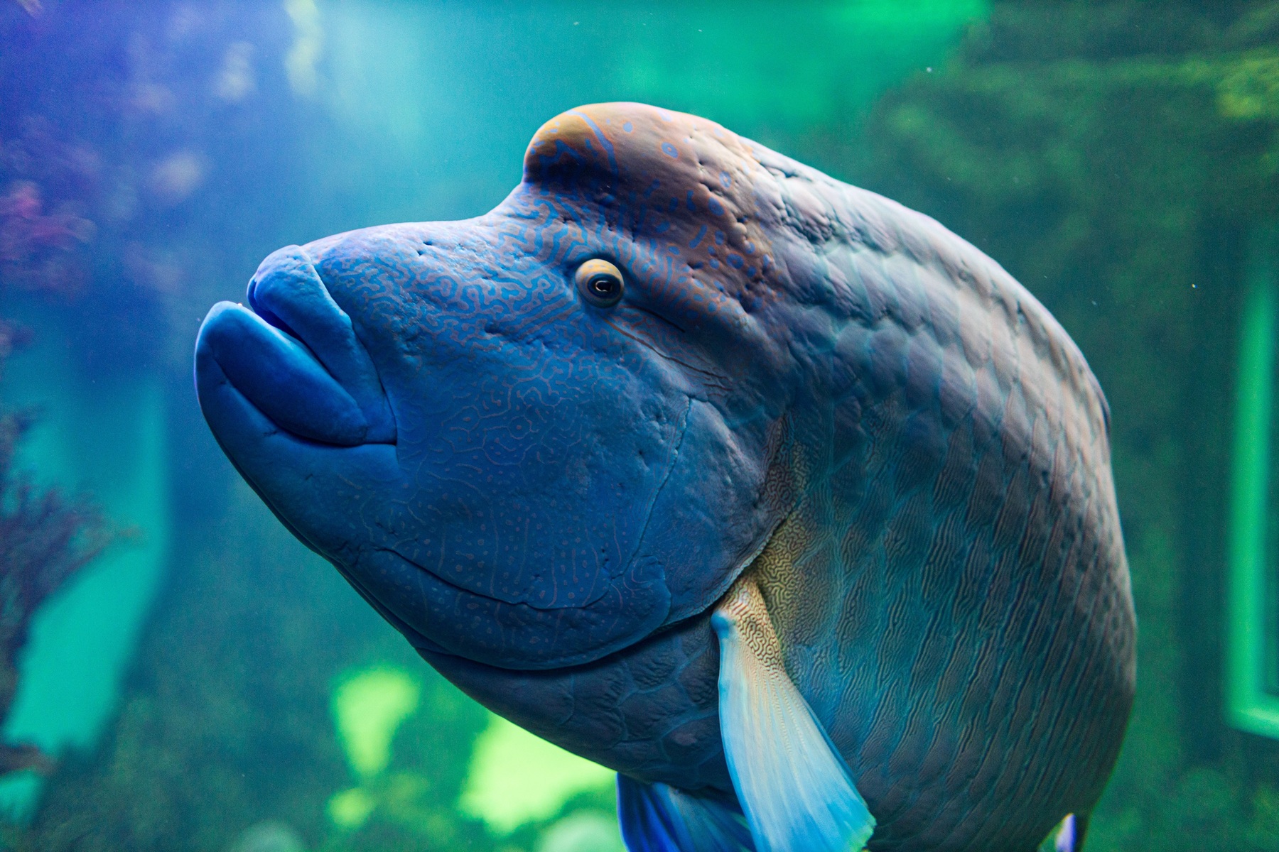 Napoleon wrasse is the fish with a head only a mother could love