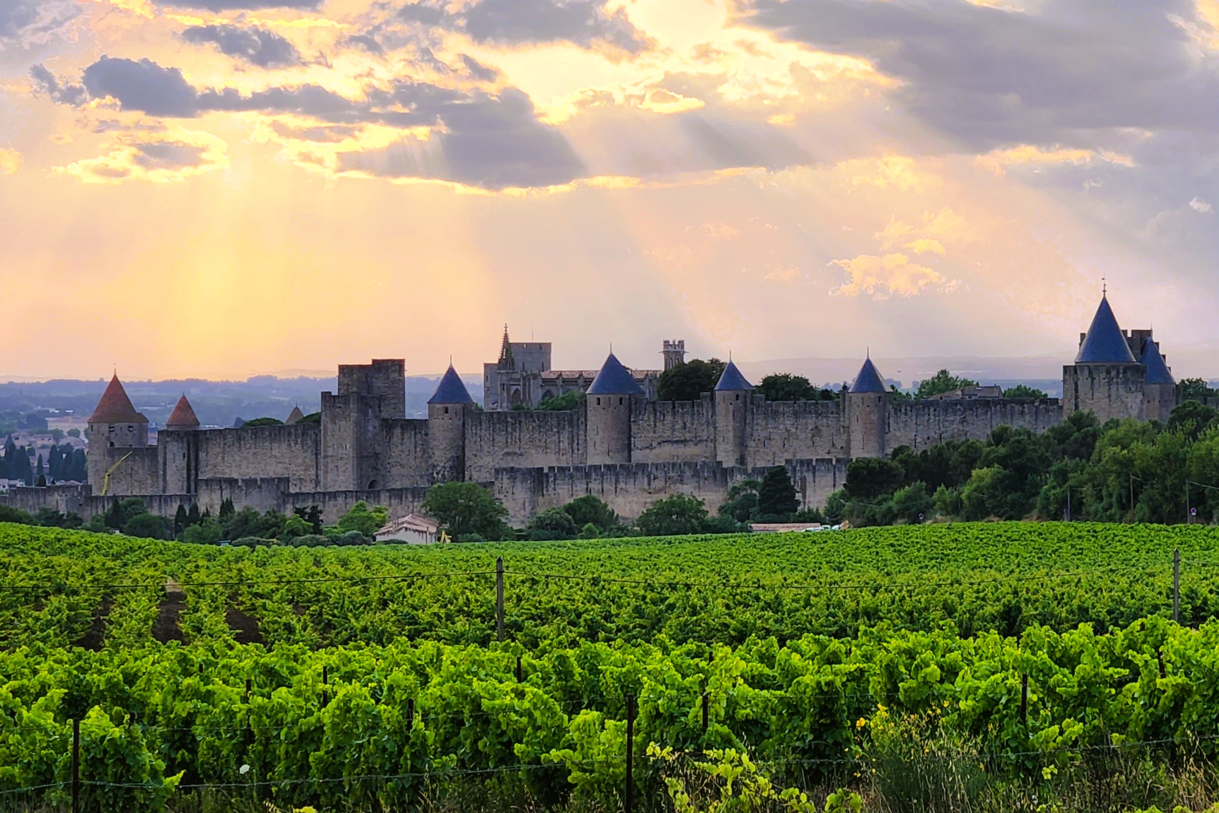 The castle city of Carcassonne just before sunset with a vineyard in the foreground