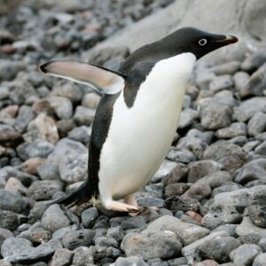 Antarctica
